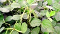 Vigna mungo urad bean plant fruits